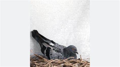 Pigeon Nesting and Breeding Habits - Pest Control Technology