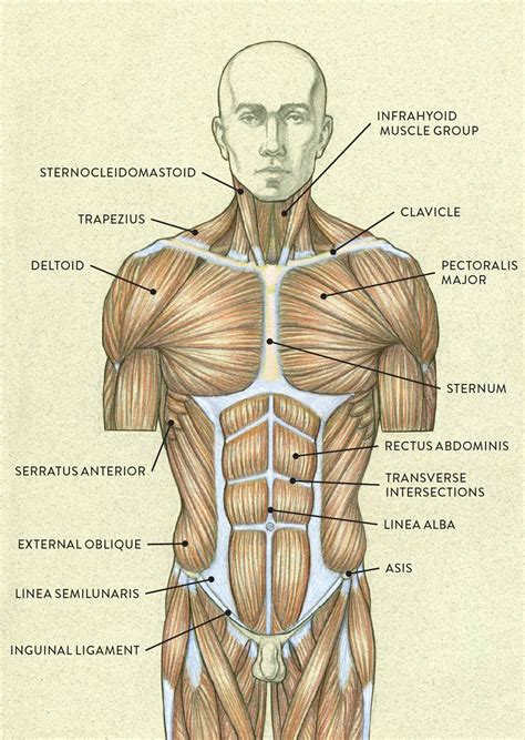 Human Anatomy Drawing, Human Body Anatomy, Anatomy Study, Anatomy ...