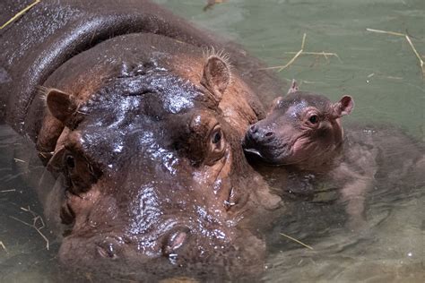 Fiona the Hippo has an adorable new baby brother | Popular Science