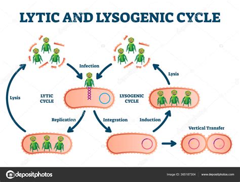 Lysogenic Cycle Animation