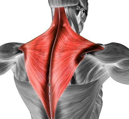 Trapezius Pain: Causes & Treatment - Shoulder Pain Explained