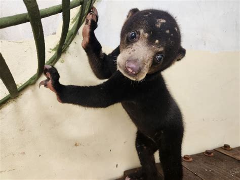 A bear-y good rescue: Bornean sun bear cub Tenom avoids life as a pet ...