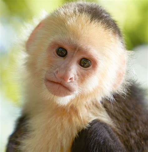 A Complete List of All Types of Monkeys ... | Types of monkeys ...