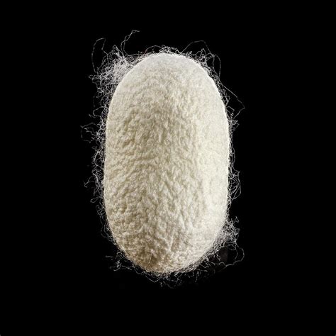 Cocoon Of Silk by Science Photo Library