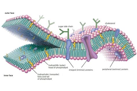 Free download cell membrane structure - cclasbrilliant