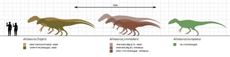 File:Allosaurus size comparison.svg - Wikimedia Commons