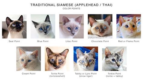 White Siamese Cat Breeds - Pets Lovers