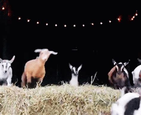 Goats Jumping GIF - Goats Jumping In A Hurry - Discover & Share GIFs