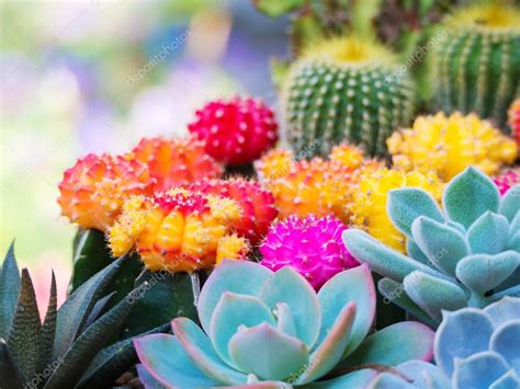 Colorful cactus on outdoor nature — Stock Photo © missisya #80476258