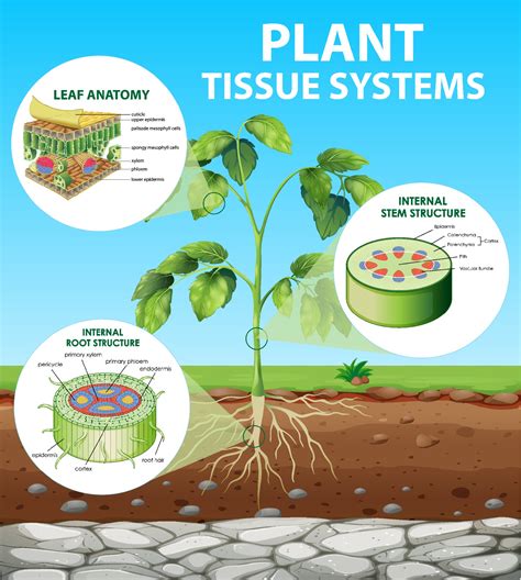 Diagram Of Plant Tissue