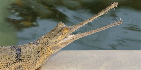 Gharial | Smithsonian's National Zoo and Conservation Biology Institute