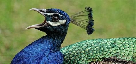 Peacock Call | Free Sound Effects | Animal Sounds