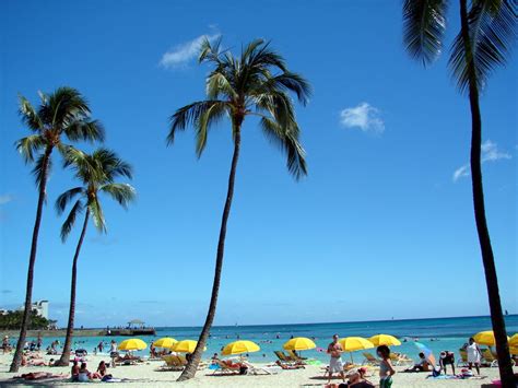 Palm Trees - Waikiki Beach, Oahu Hawaii