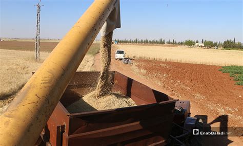 Barley harvesting season begins in northern Aleppo countryside - Enab ...