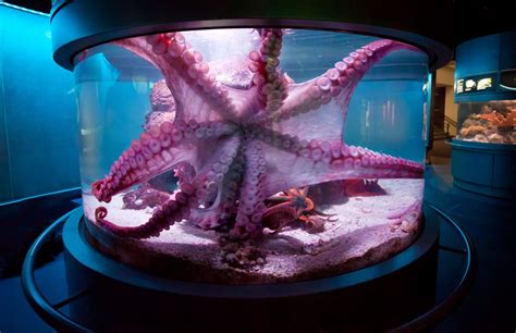 Give Me a Hug! in 2020 | Cool fish tanks, Aquarium fish tank, Octopus tank