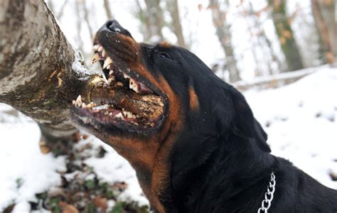 17 Things Rottweiler Owners Know Too Well – The Pawsitive Co