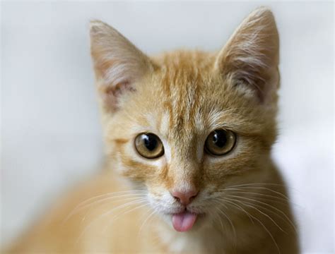 Cats With Their Tongues Out | Cuteness Overflow