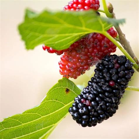 Red Mulberry - Food Forest Nursery