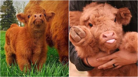 21 Highland Cattle Calf Photos to Bring a Smile to Your Day