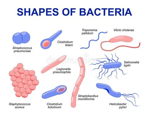 Common Bacteria Infecting Human Stock Vector - Illustration of cholera ...