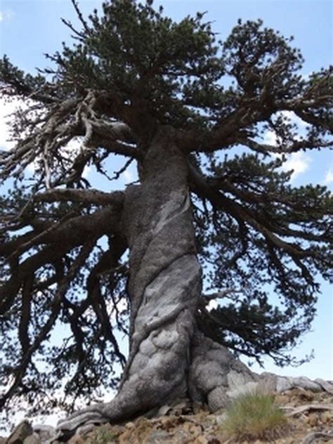 wordlessTech | Oldest living Tree in Europe