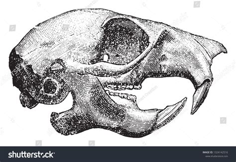 Rodent skull Images, Stock Photos & Vectors | Shutterstock