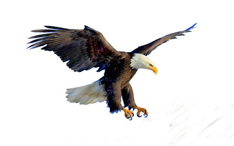 Bald Eagle Bird Clip art - eagle png download - 1500*938 - Free ...