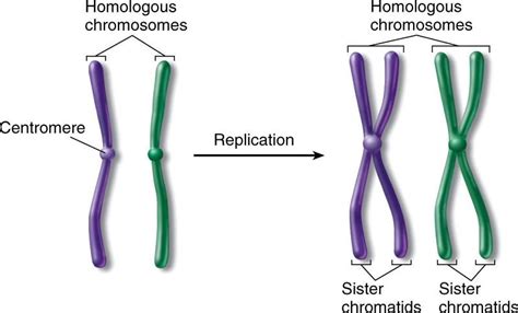 What is the difference between homolgous chromosomes and sister ...