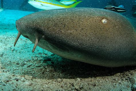 Nurse Sharks