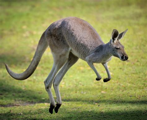 kangaroos,ayersrok,spray(第12页)_大山谷图库