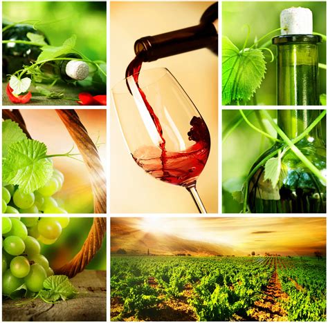 Step by step wine making at your own home | Fine Wine and Spirits