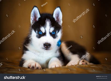 Siberian Husky Puppy Beautiful Blue Eyes Stock Photo 398372536 ...