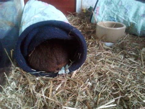 Undercover Guinea Pigs: DIY: Guinea pig tunnel