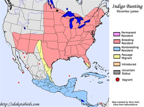 Indigo Bunting - Species Range Map