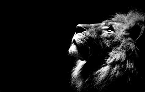 Wallpaper Pc Lion