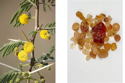 What Is Gum Arabic (Acacia Gum)? - WorldAtlas