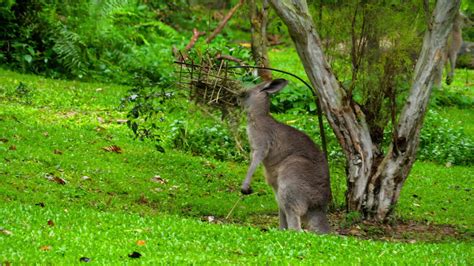 Wild grey kangaroo eating grass on a safari park 8586180 Stock Video at ...