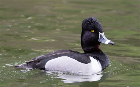 Ring-necked Duck | Audubon Field Guide