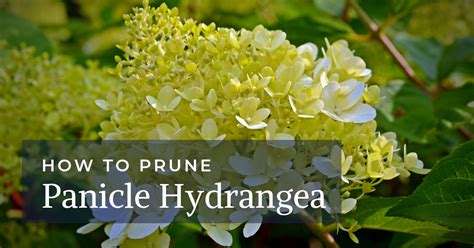 how to prune panicle hydrangea - The Complete Pruning Guide