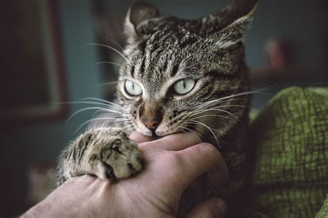 Should you get the rabies vaccine when bitten by feral cat?