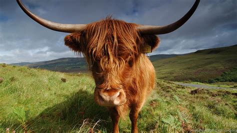 Highland Cow Wallpapers - Wallpaper Cave