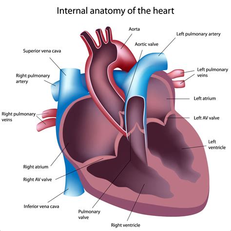 Pulmonary Fibrosis Complications: Cardiac Problems with IPF