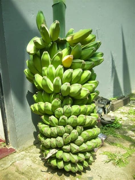 jual pisang kepok | Berdagang hasil alam Jambi