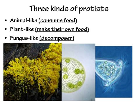 PPT - Kingdom Protista PowerPoint Presentation, free download - ID:483980