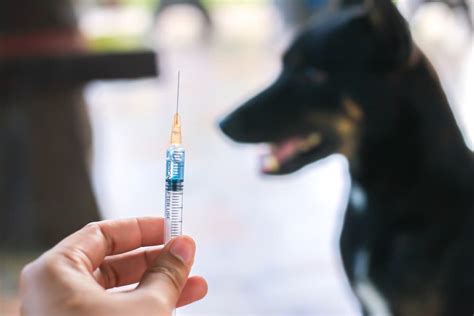 Rabies Vaccine for Dogs | Great Pet Care