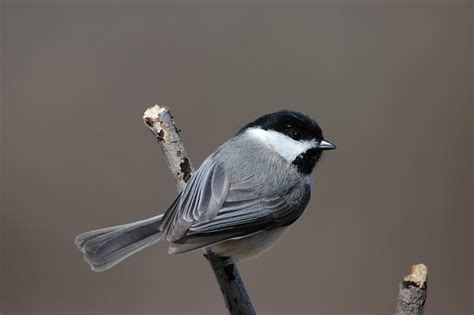 Carolina Chickadee | Carolina Chickadee | Joni James | Flickr