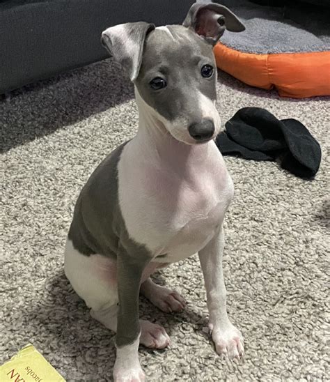 Italian Greyhound Puppies For Sale | Miami, FL #333485