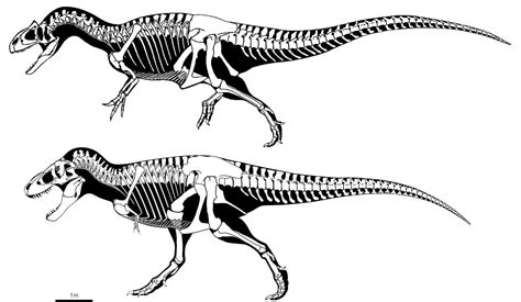 Saurophaganax maximus vs Allosaurus fragilis : difference and ...