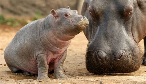 hippo wallpaper,vertebrate,mammal,terrestrial animal,snout,wildlife ...