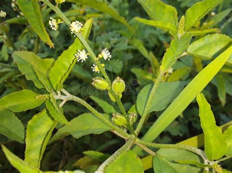 Croton Tiglium Planta De Semillas De Flores Blancas Imagen de archivo ...